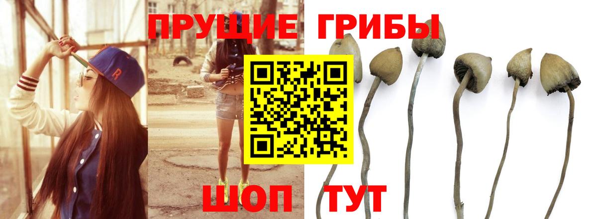 Раменское  Галлюциногенные грибы мицелий  купить  цена  Вход с VPN 